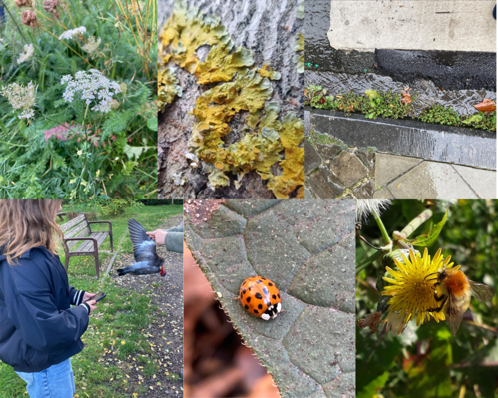 BioBlitz